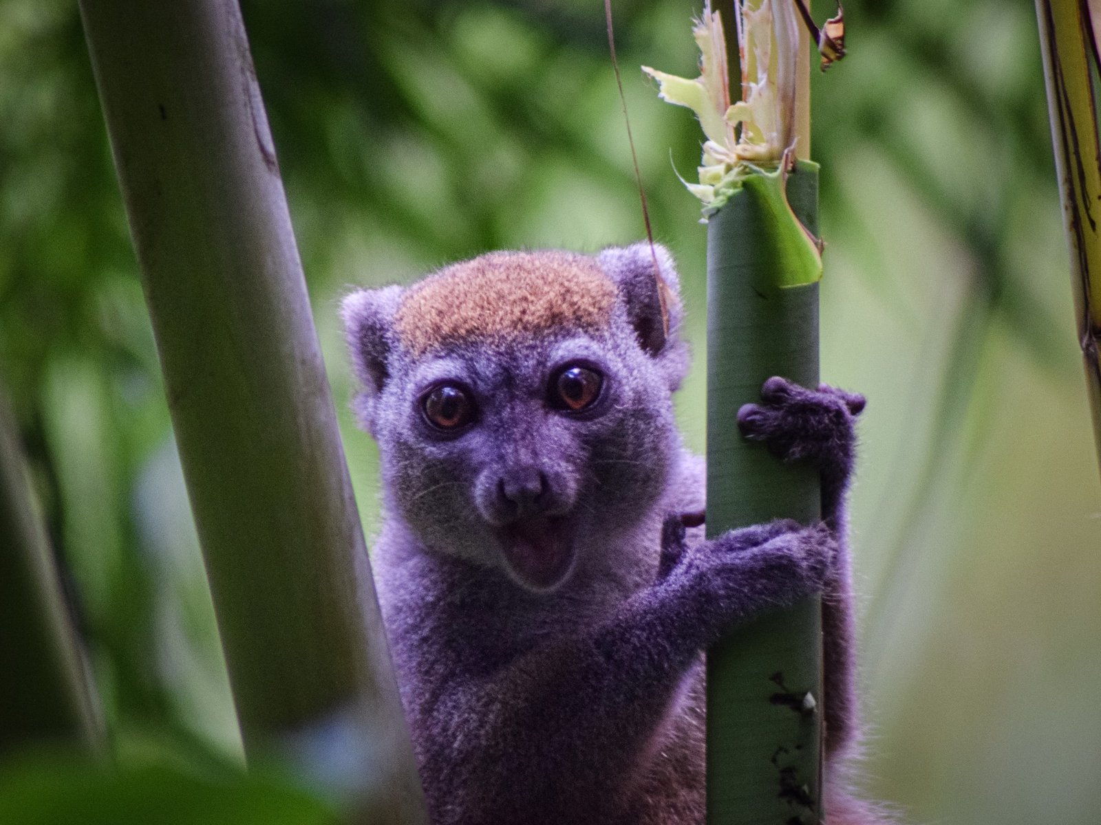 A lemur close-up in the forest