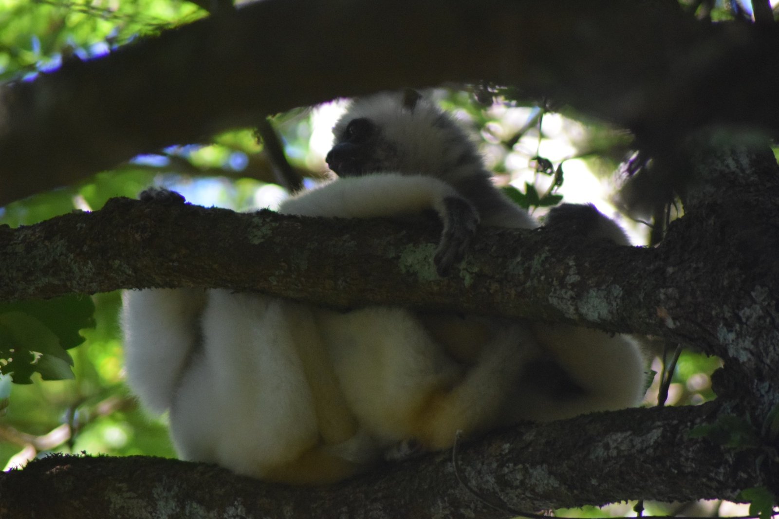 Silky sifaka resting low in the branches