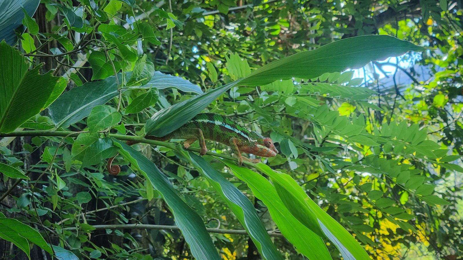 A very green and big chameleon