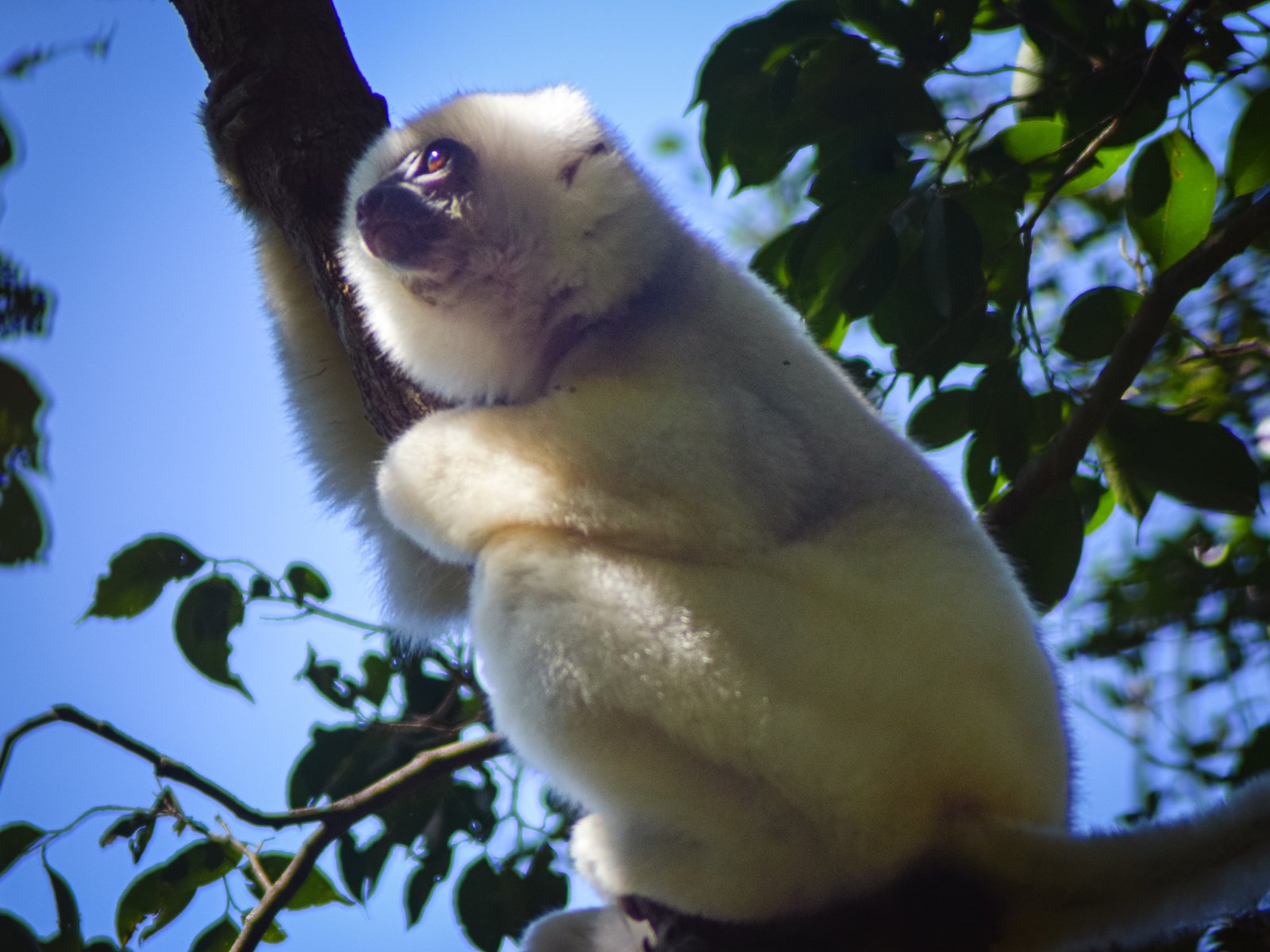silky sifaka on a branche