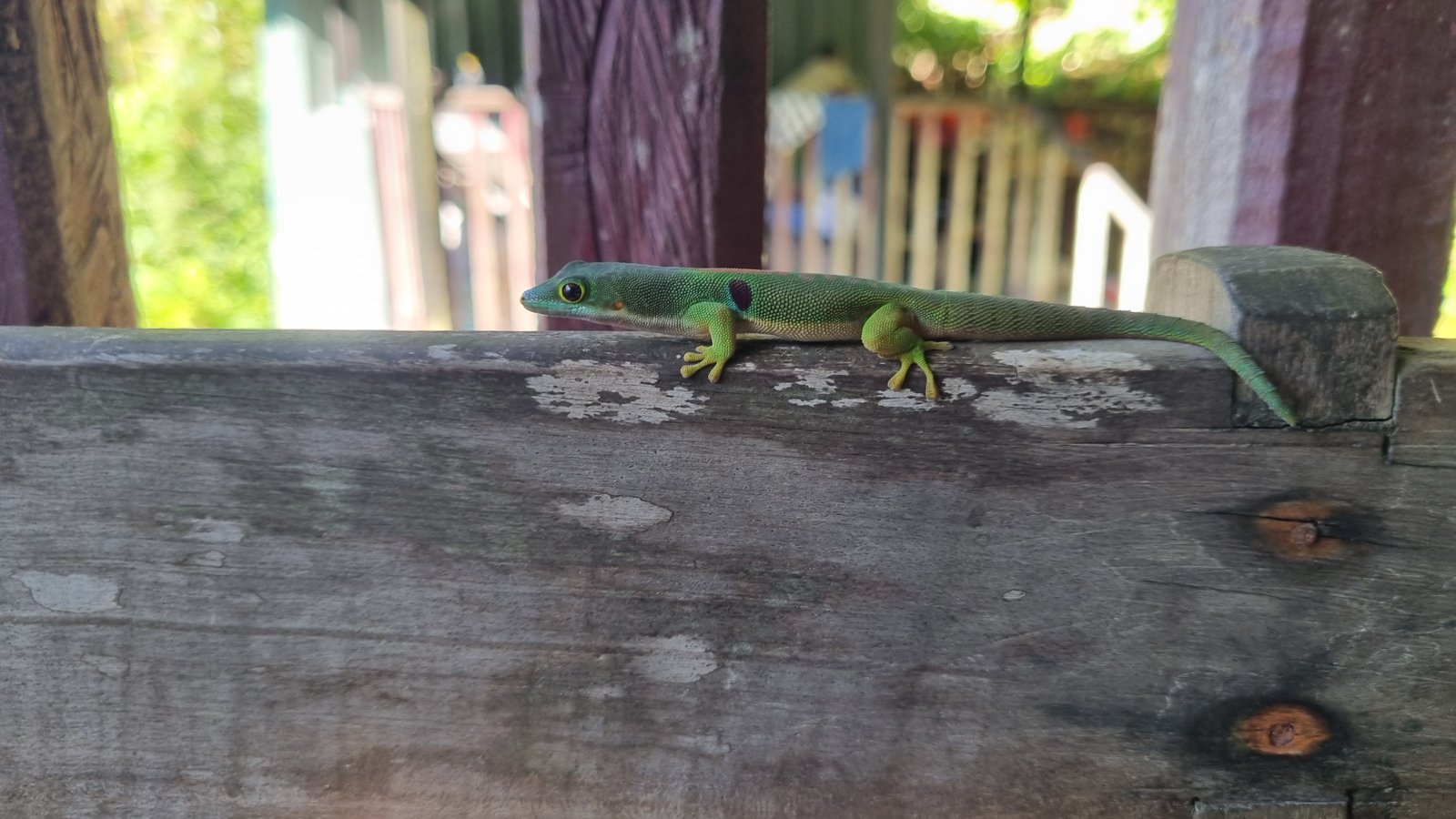 A very green and big chameleon