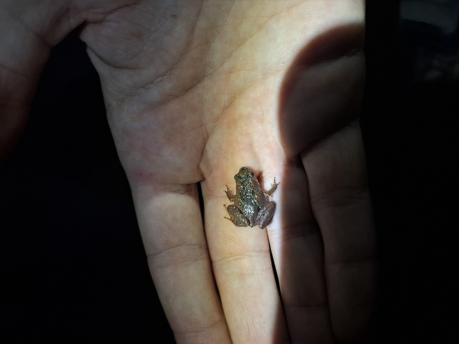 A tiny frog held gently in a researcher's hand
