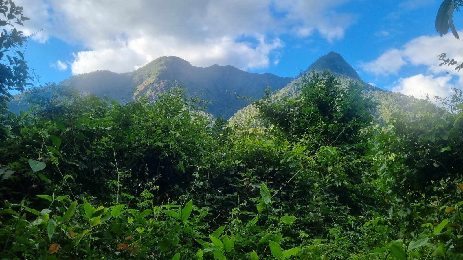 Misty rainforest canopy in Madagascar
