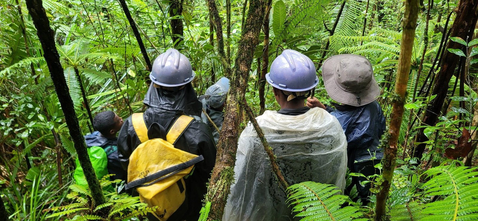 Field crew hiking through the rainforest in ponchos and hard hats