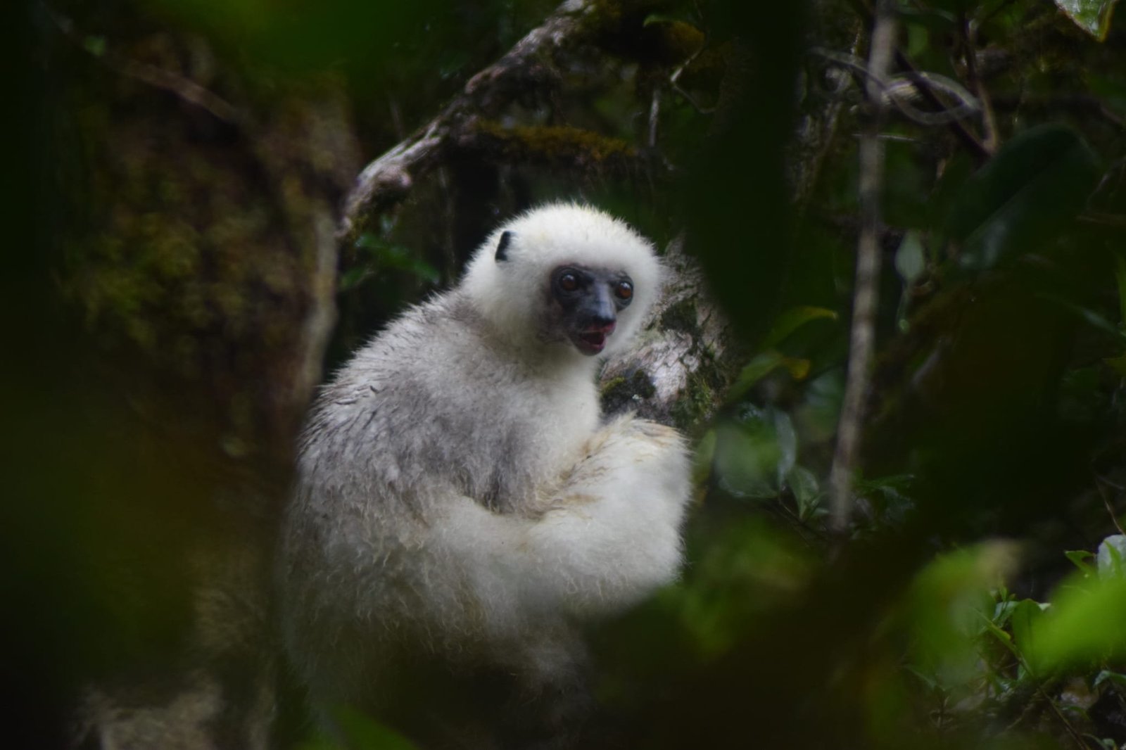 Silky sifaka in the canopy
