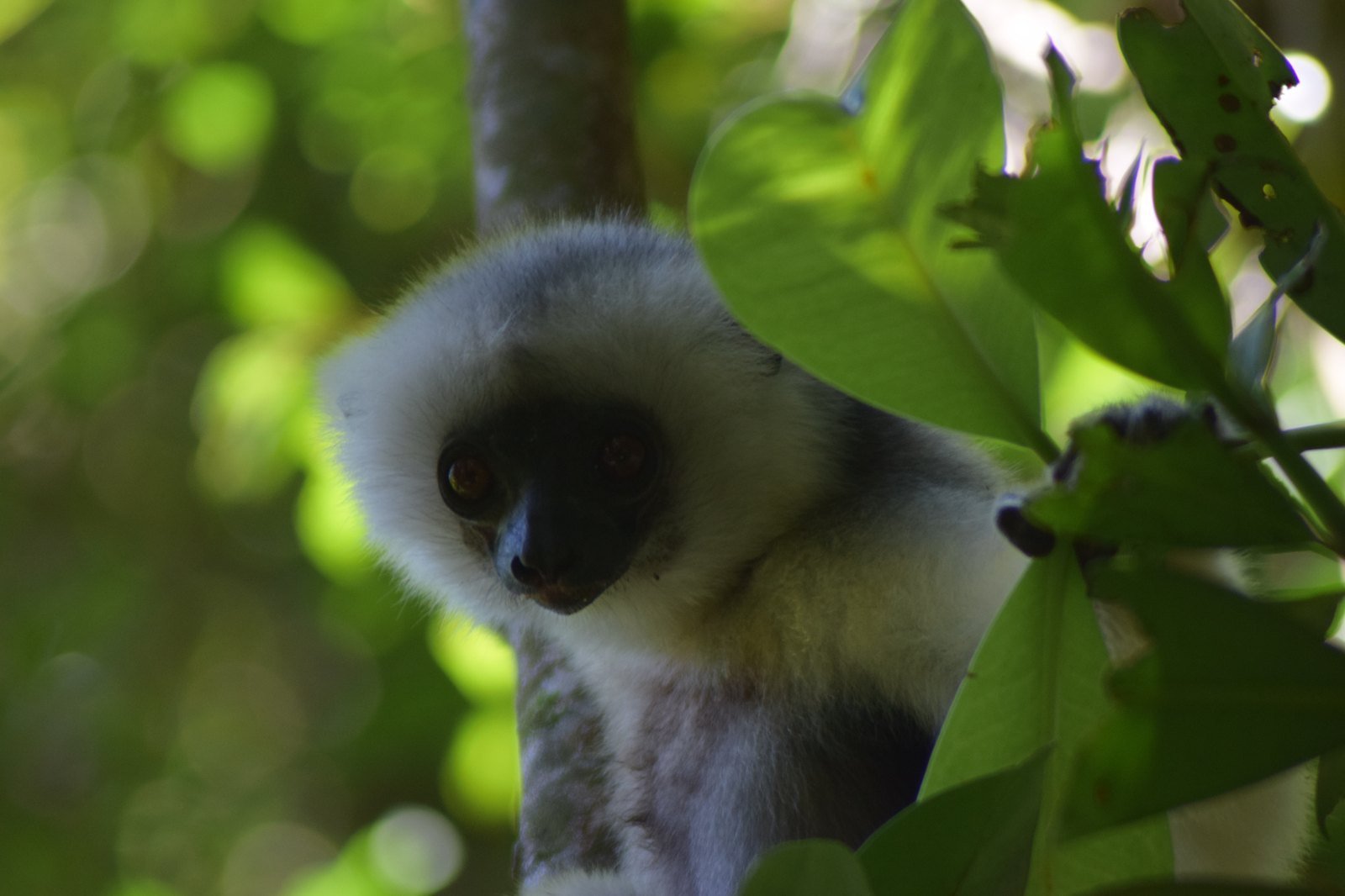 Silky sifaka close-up